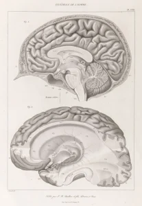 Anatomie comparée du système nerveux